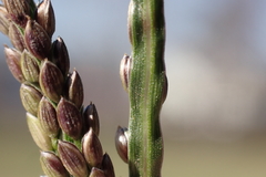 Digitaria violascens