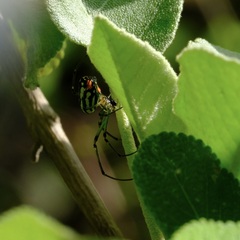 Leucauge argyrobapta