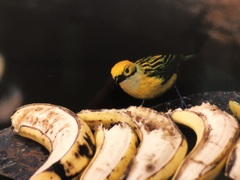 Tangara icterocephala