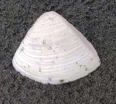 Crassula aequilatera