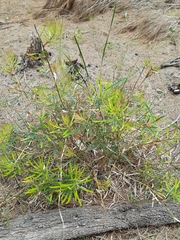 Banksia spinulosa