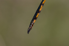 Hemicordulia continentalis