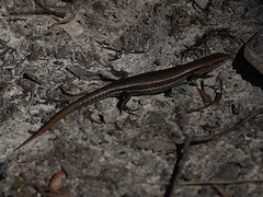 Lampropholis guichenoti