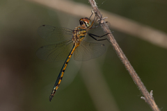 Hemicordulia continentalis