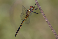 Hemicordulia continentalis