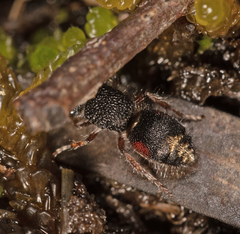 Ephutomorpha lateralis