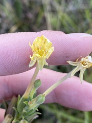 Oenothera villosa villosa