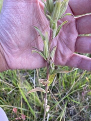Oenothera villosa villosa