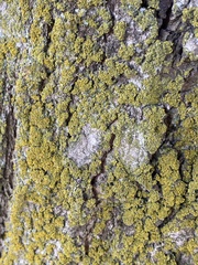 Candelariella efflorescens
