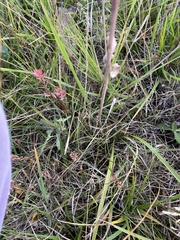 Oenothera villosa villosa