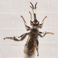 Cratichneumon sublatus