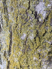 Candelariella efflorescens