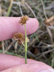 Juncus nodosus