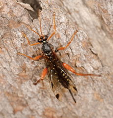 Echthromorpha intricatoria