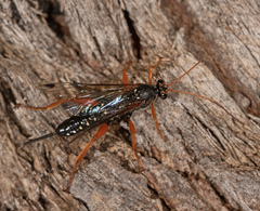 Echthromorpha intricatoria