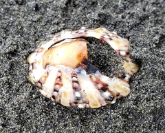 Cellana ornata