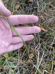 Juncus nodosus