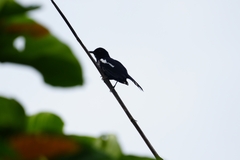 Copsychus saularis pluto