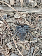 Phrynus whitei