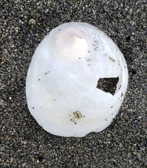 Sigapatella novaezelandiae