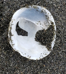 Sigapatella novaezelandiae