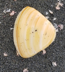 Crassula aequilatera