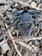 Phrynus whitei