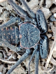 Phrynus whitei