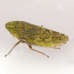 Planaphrodes bifasciatus