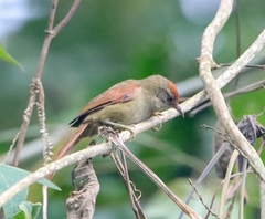 Cranioleuca curtata