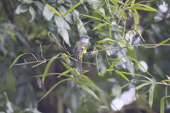 Pericrocotus solaris