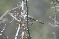 Euscarthmus meloryphus