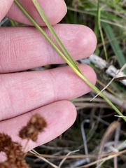 Juncus marginatus