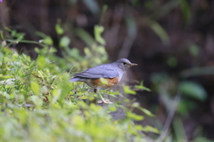 Turdus hortulorum
