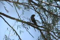 Cyanoloxia brissonii