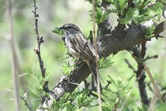 Rhynchospiza strigiceps