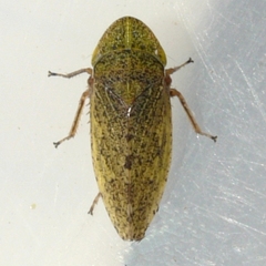 Planaphrodes bifasciatus