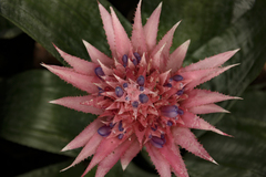 Aechmea fasciata