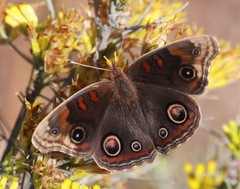 Junonia nigrosuffusa
