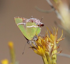 Chlorostrymon simaethis