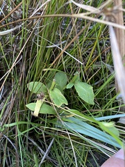 Lobelia siphilitica ludoviciana