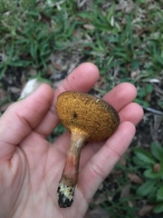 Hortiboletus