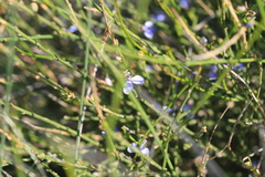 Comesperma