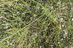 Comesperma
