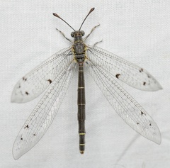 Bandidus canifrons
