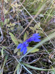 Lobelia siphilitica ludoviciana