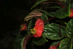 Columnea