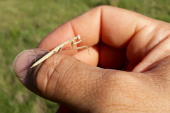 Coptopteryx argentina