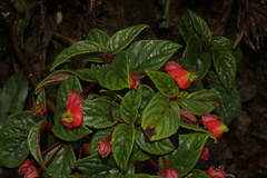 Columnea