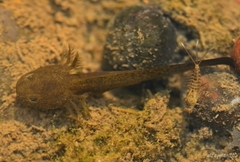 Ambystoma velasci